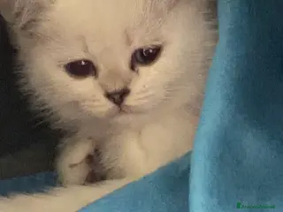 Scottish gatti Scottish Straight - Annuncio 1