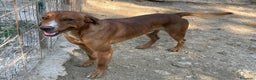 Meticcio cani in regalo: SOS SOS SOS CORFU' - Annuncio 2