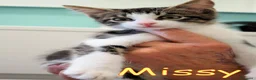 Europeo gatti in regalo:  MISSY CERCA CASA È RIMASTA SOLA - Annuncio 4