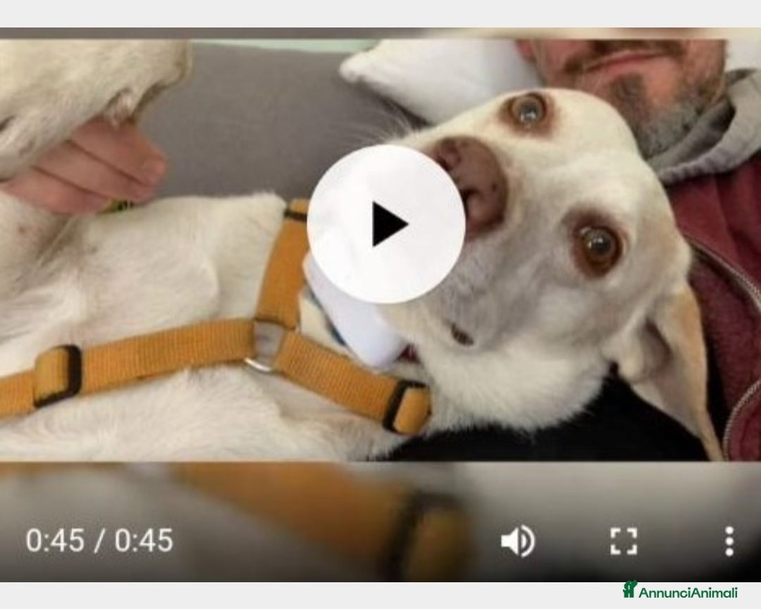 Meticcio cani in regalo: 5anni RINUNCIA DI PROPRIETà!URGENTE PIACENZA a Piacenza - Annuncio 3