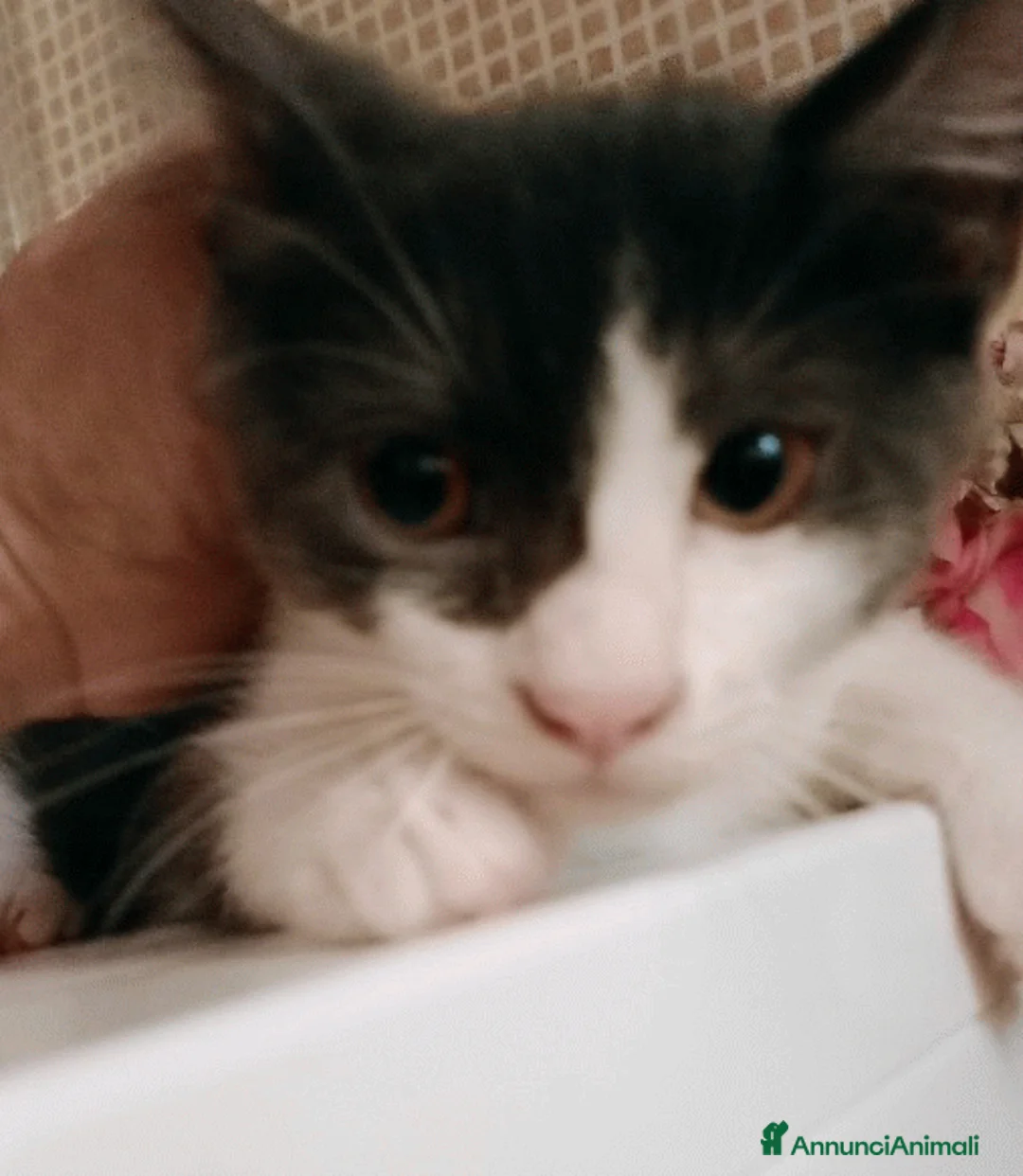 Europeo gatti in regalo: Gattina dolce - Annuncio 1