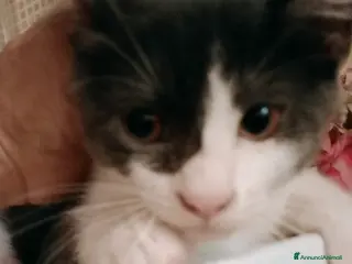 Europeo gatti Gattina dolce - Annuncio 1