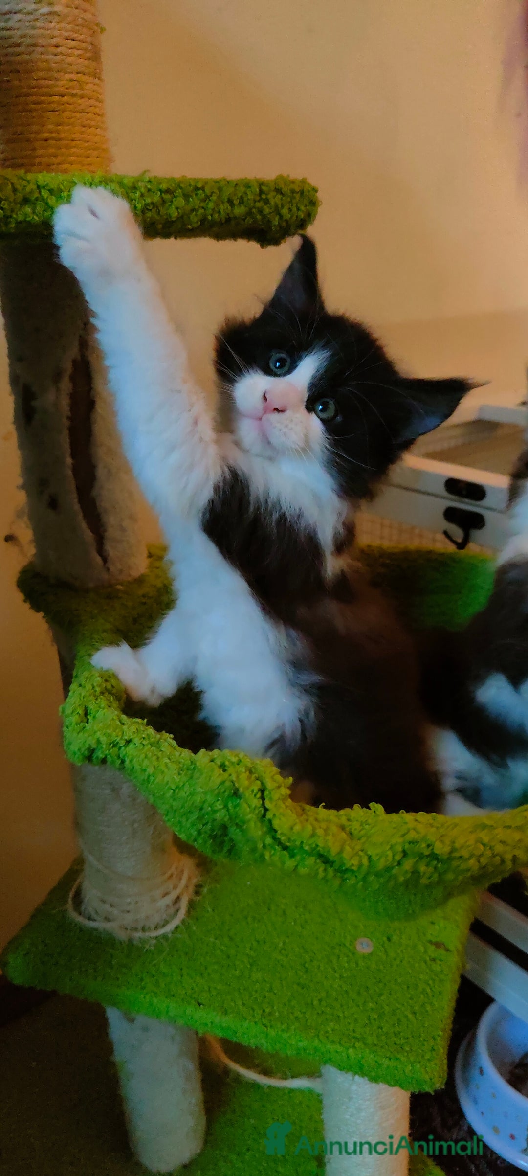 Maine Coon gatti in vendita: piccoli giganti Cattery - Annuncio 13