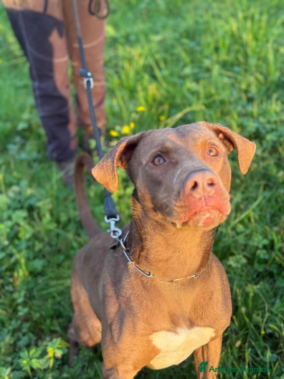 Pitbull cani in regalo: Zoro, splendido Pitbull Red Nose - Annuncio 2