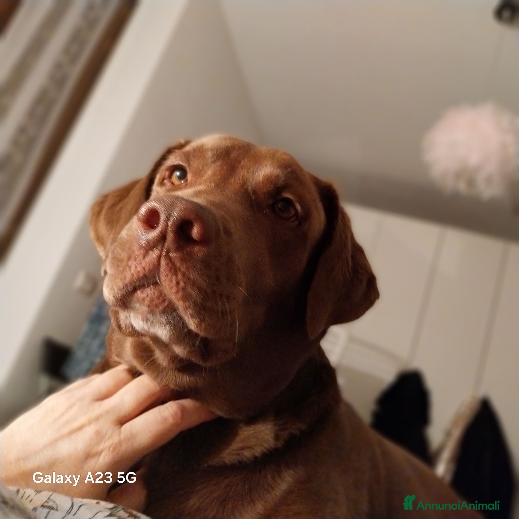 Labrador cani Splendidi  - Annuncio 35