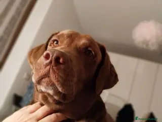 Labrador cani Splendidi - Annuncio 35
