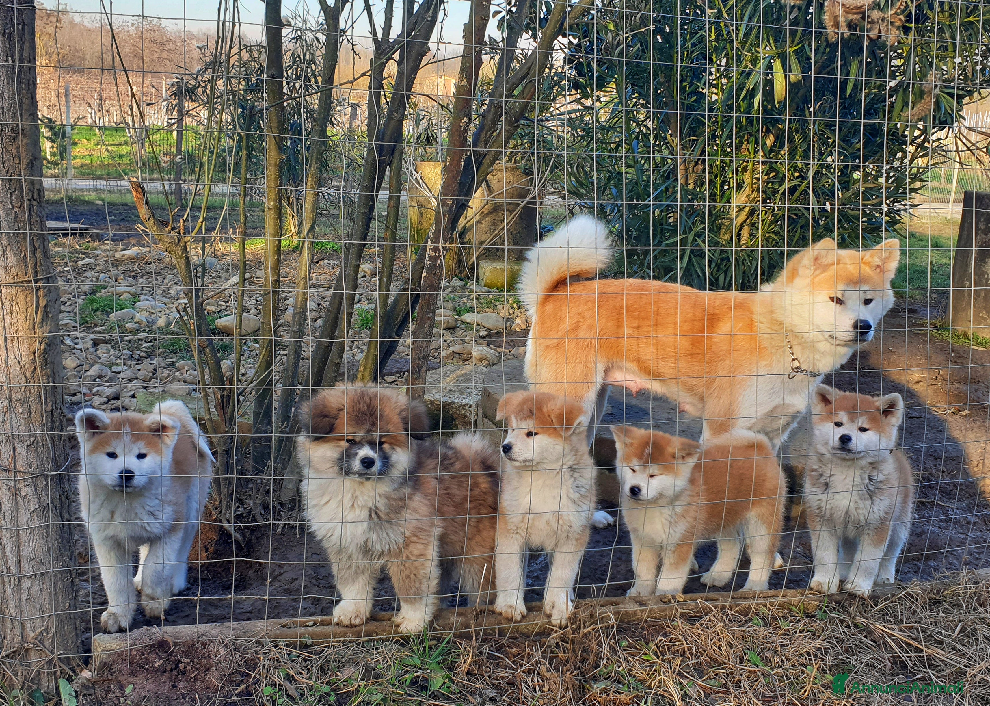 Akita Inu cani Cuccioli Akita Inu  - Annuncio 1