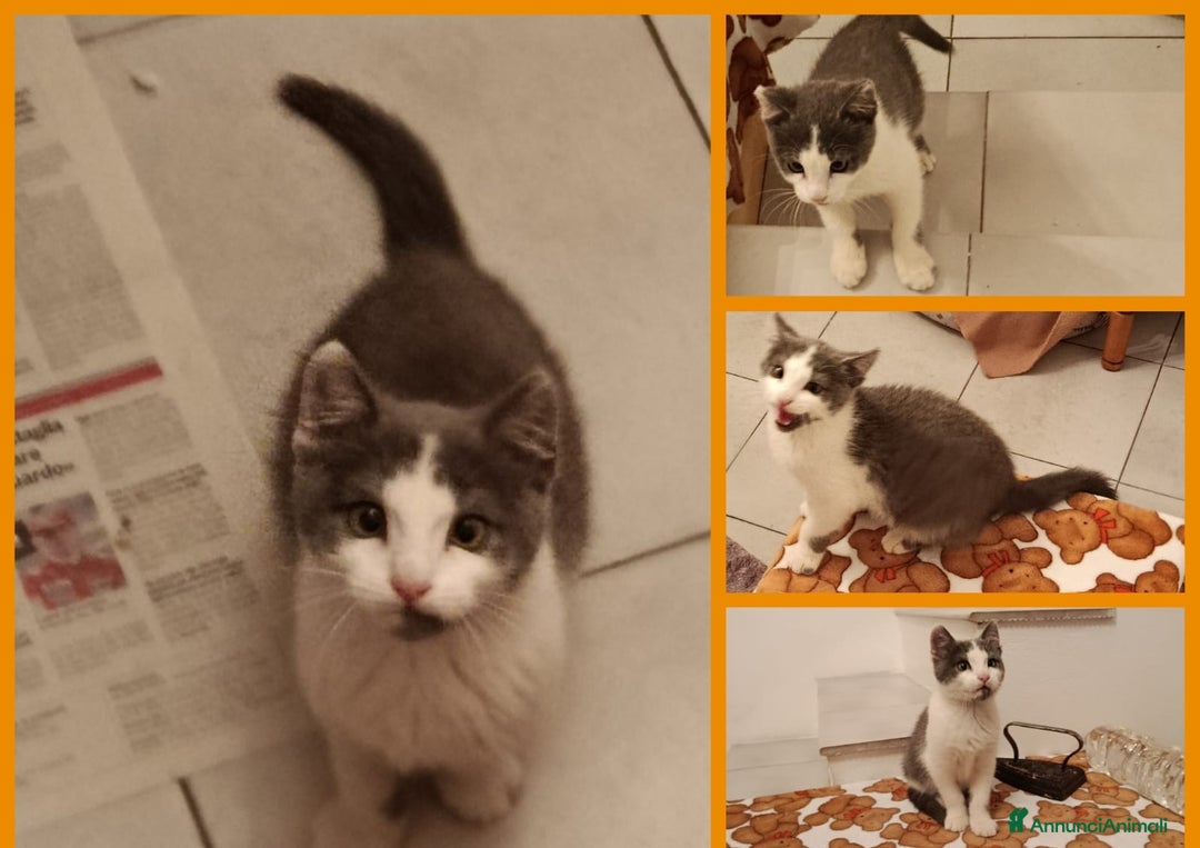 Europeo gatti in regalo: GATTI E GATTINI  - Annuncio 3