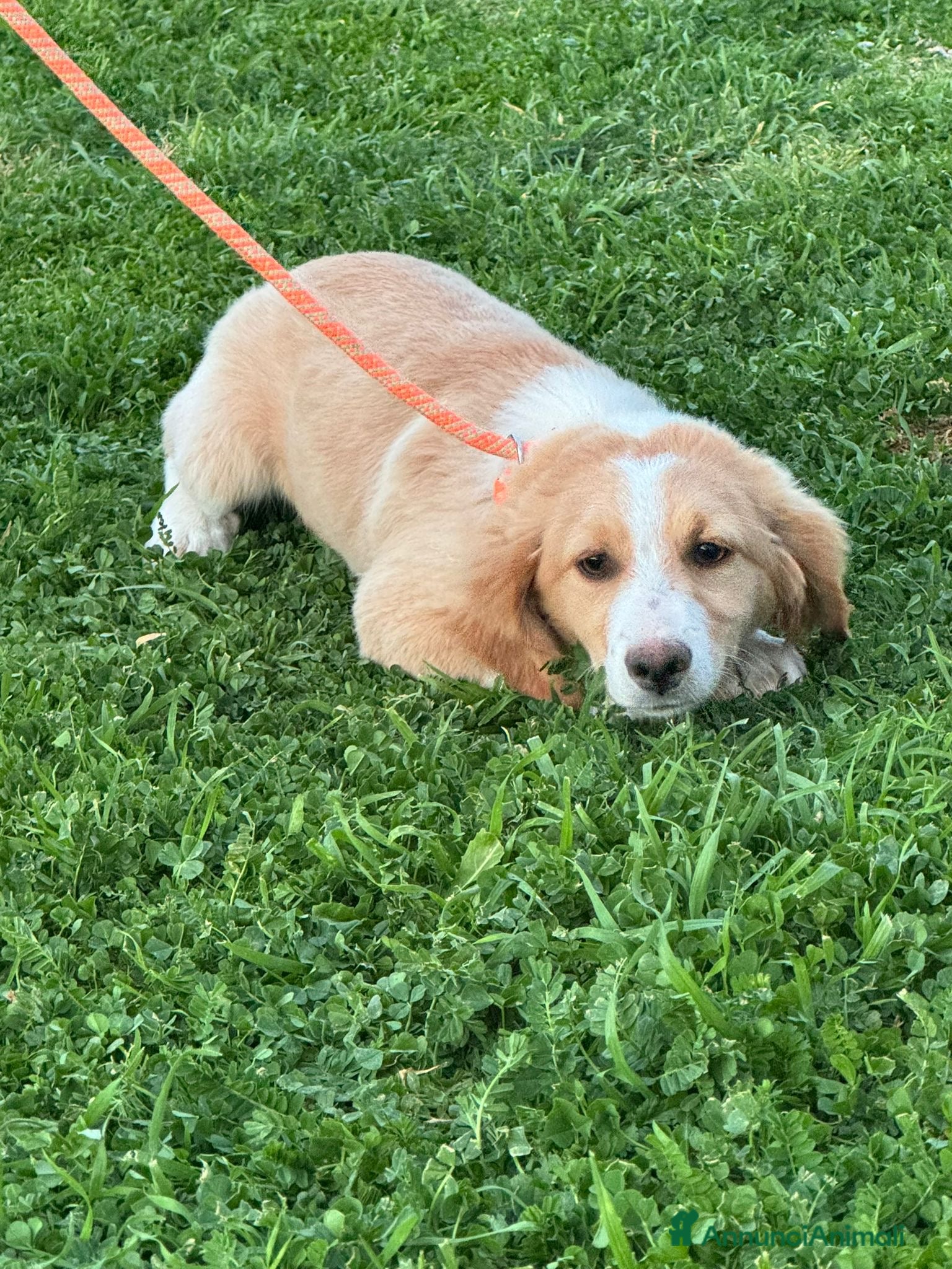 Australian Shepherd cani Cucciole MIX pastore australiano - Annuncio 1
