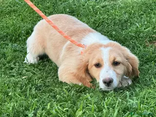 Australian Shepherd cani Cucciole MIX pastore australiano - Annuncio 1