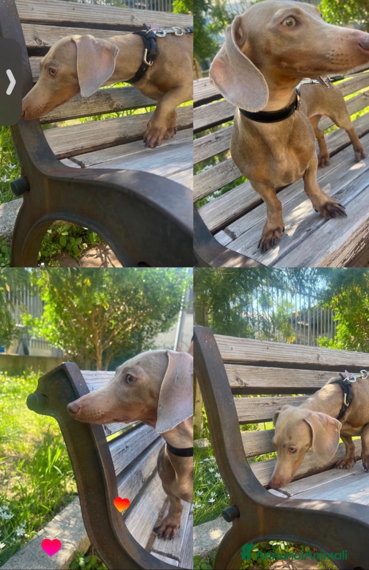 Meticcio cani Cucciolata incrocio con  bassotto isabella nano  - Annuncio 9