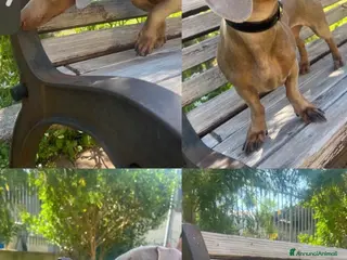 Meticcio cani Cucciolata incrocio con bassotto isabella nano - Annuncio 1