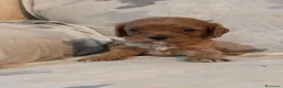 Cavapoo cani in vendita: Cuccioli di Cavapoo - Annuncio 15
