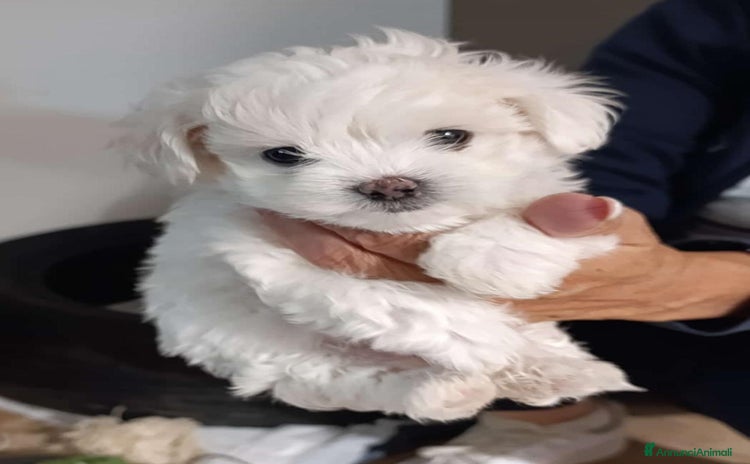 Maltese cani - Annuncio 13