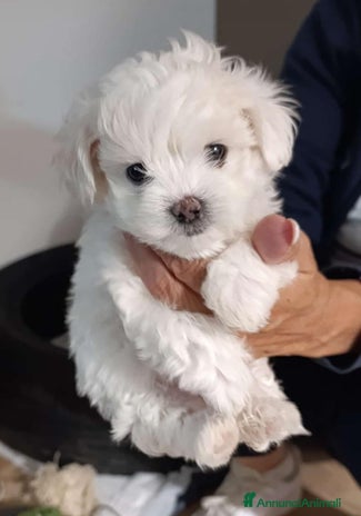 Maltese cani - Annuncio 13