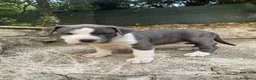 American Staffordshire cani in vendita: Disponibili due cuccioli Amstaff nati ad agosto  - Annuncio 6