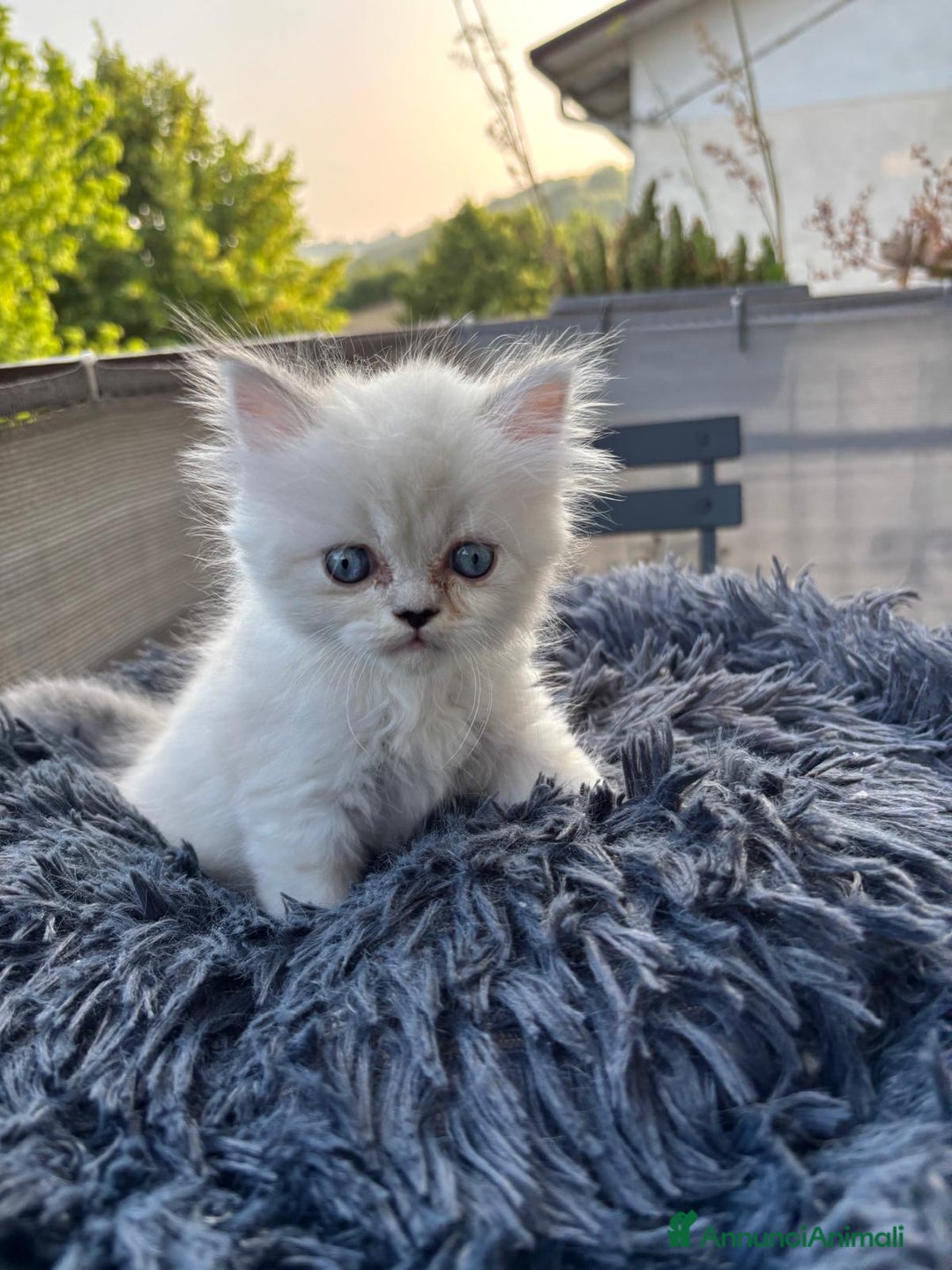Persiano gatti in vendita: Gattini persiani Chinchilla e Himalayani  a Provincia di Ravenna - Immagine 20