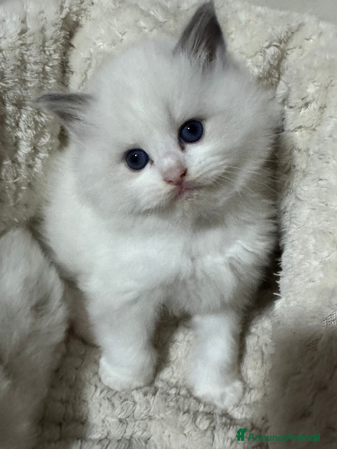 Ragdoll gatti in vendita: Dolcissimi Cuccioli Ragdoll  - Annuncio 7