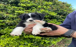 Bearded Collie cani in vendita: Cuccioli Border Collie cercano Famiglia a Provincia di Treviso - Immagine 14