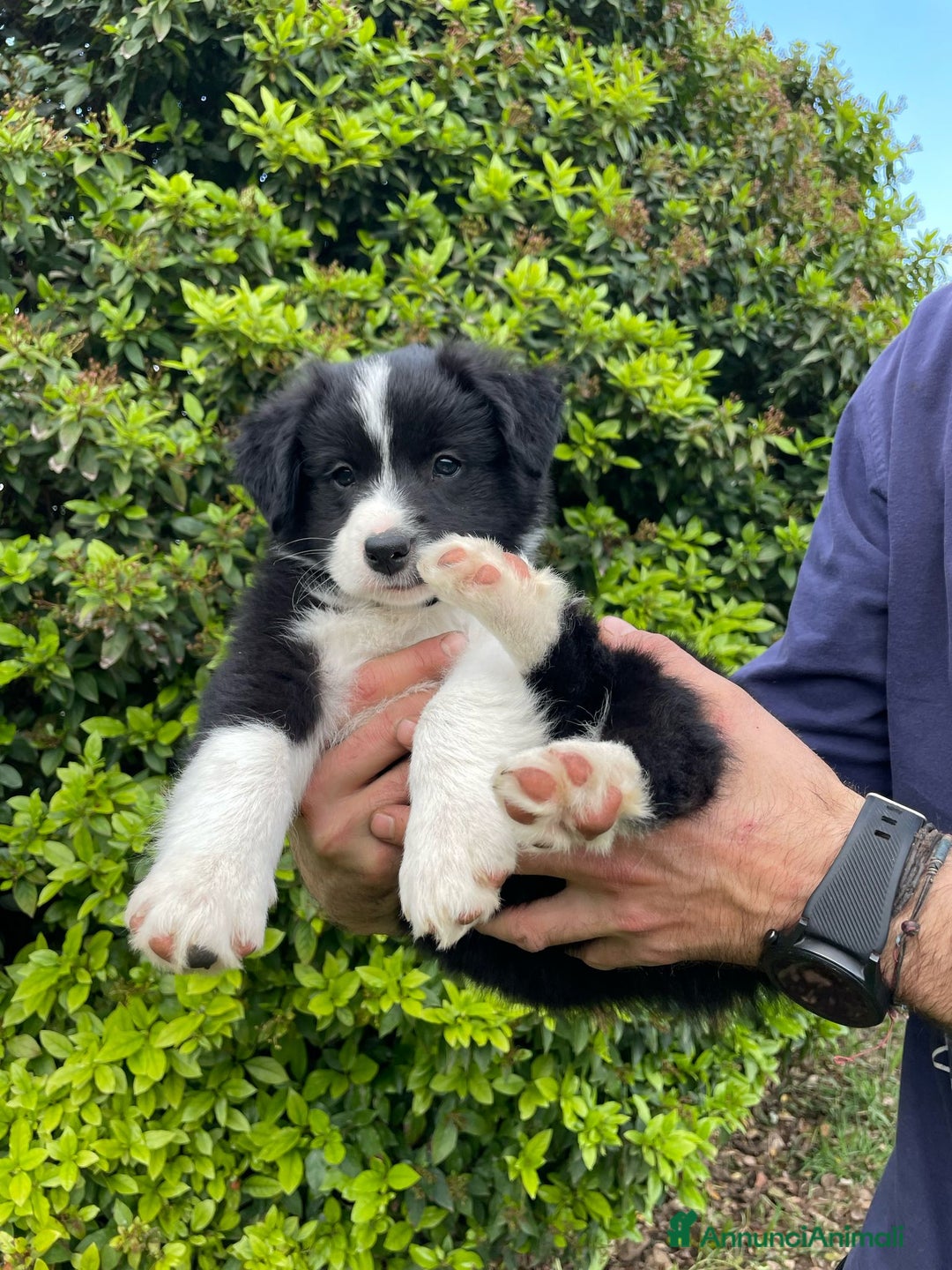 Bearded Collie cani in vendita: Cuccioli Border Collie cercano Famiglia a Provincia di Treviso - Immagine 14