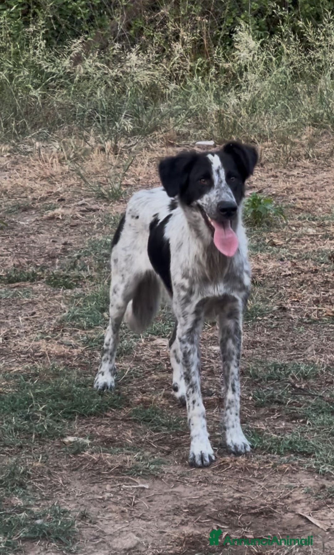 Meticcio cani in regalo: SERENA 🩷 -cucciola timida ma dolce. Datele una 🏡 - Annuncio 4