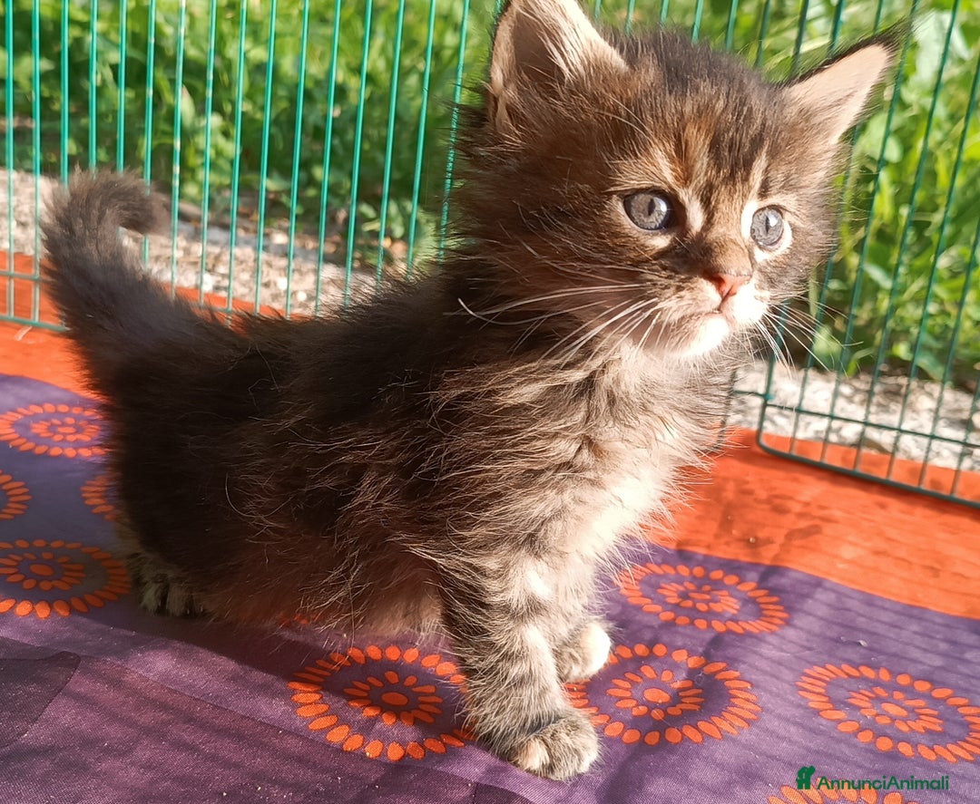 Maine Coon gatti in vendita: Cucciola Maine Coon con pedigree colore Torbie - Annuncio 3