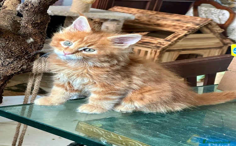 Maine Coon gatti a Città Metropolitana di Torino - Annuncio 4
