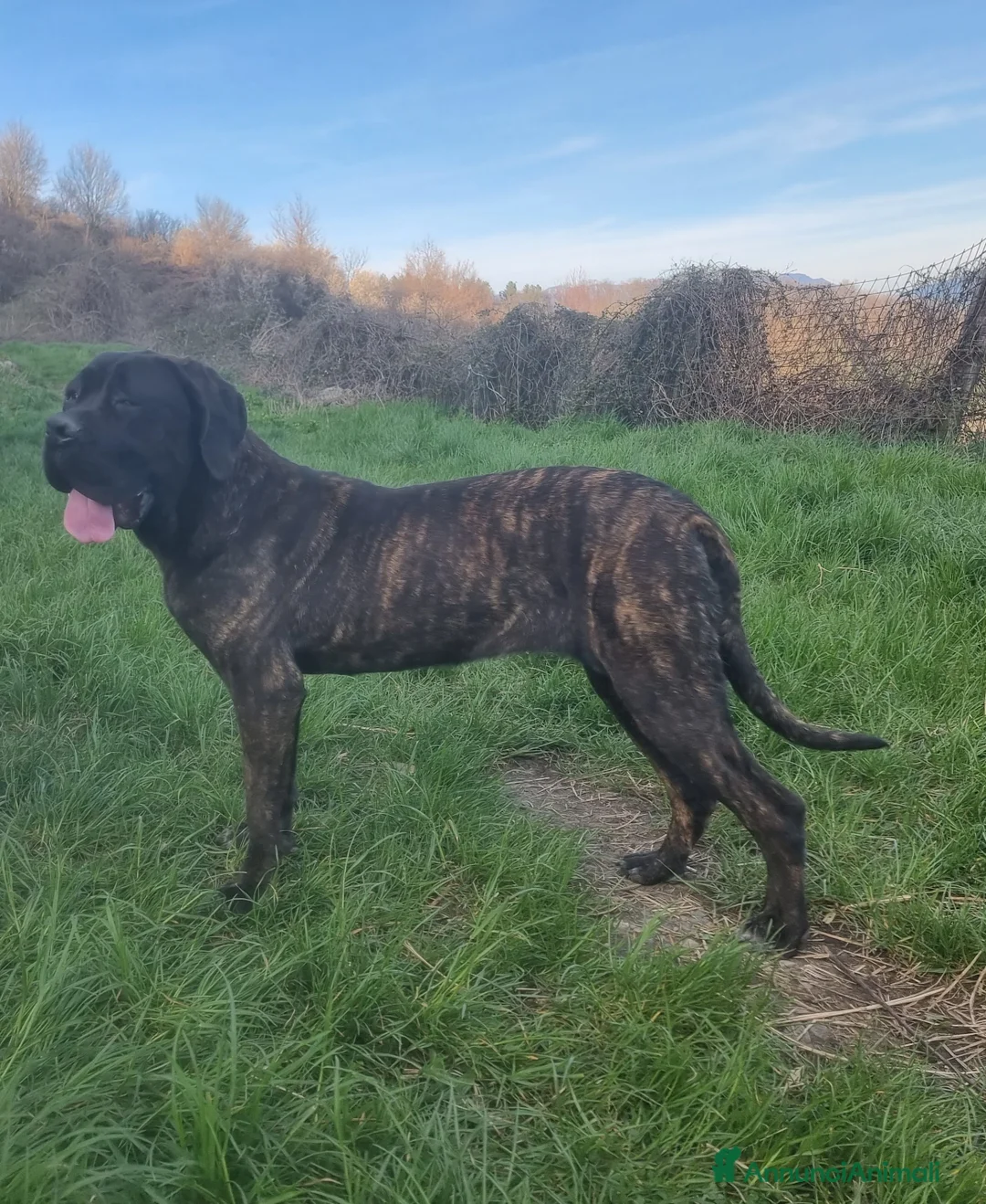 Immagine della galleria {{count}}