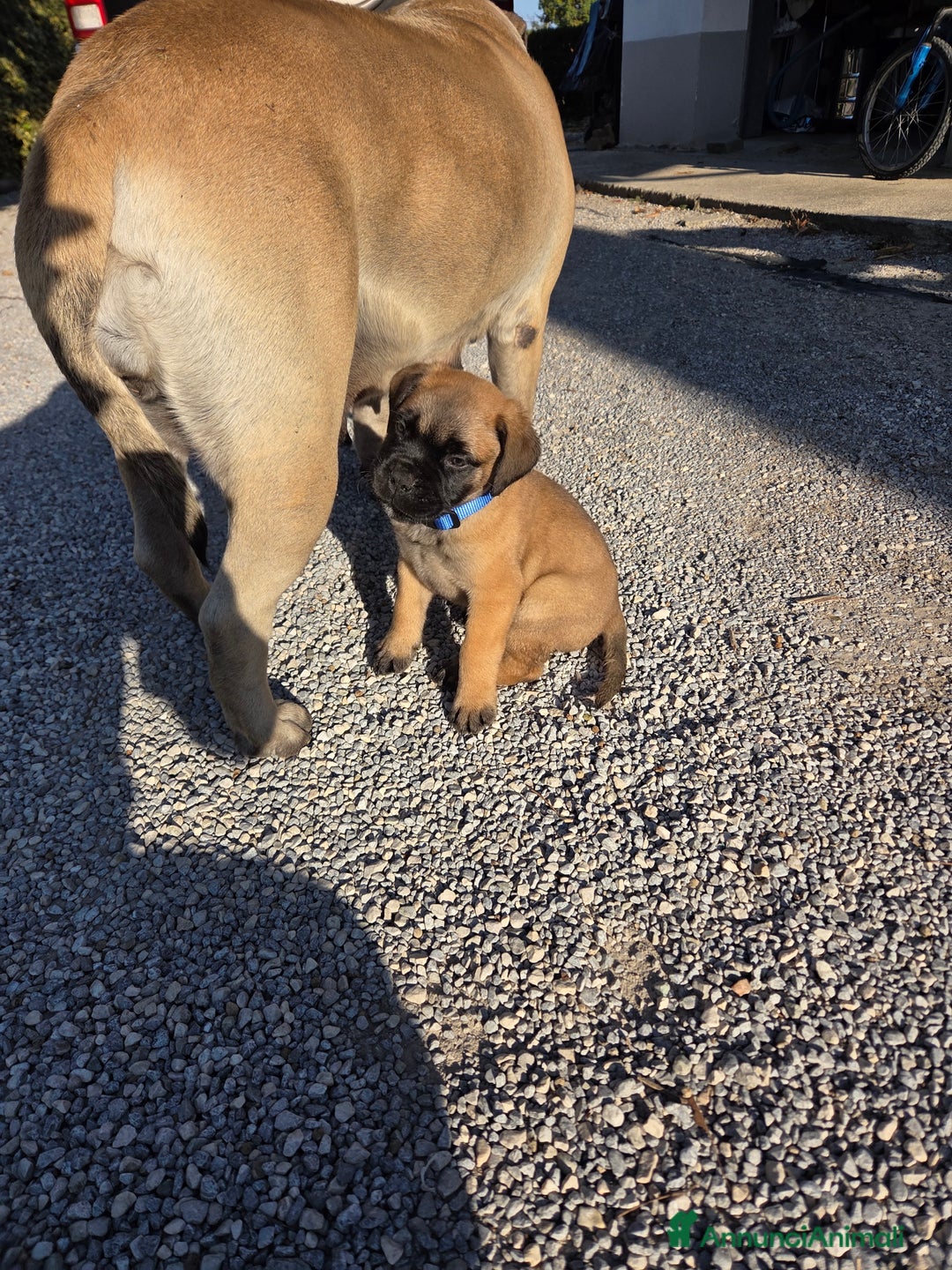 Bullmastiff cani in vendita: Vendo cuccioli di Bullmastiff - Annuncio 9