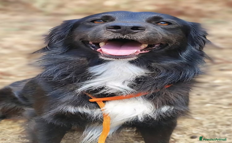 Border Collie cani a Città metropolitana di Milano - Annuncio 2