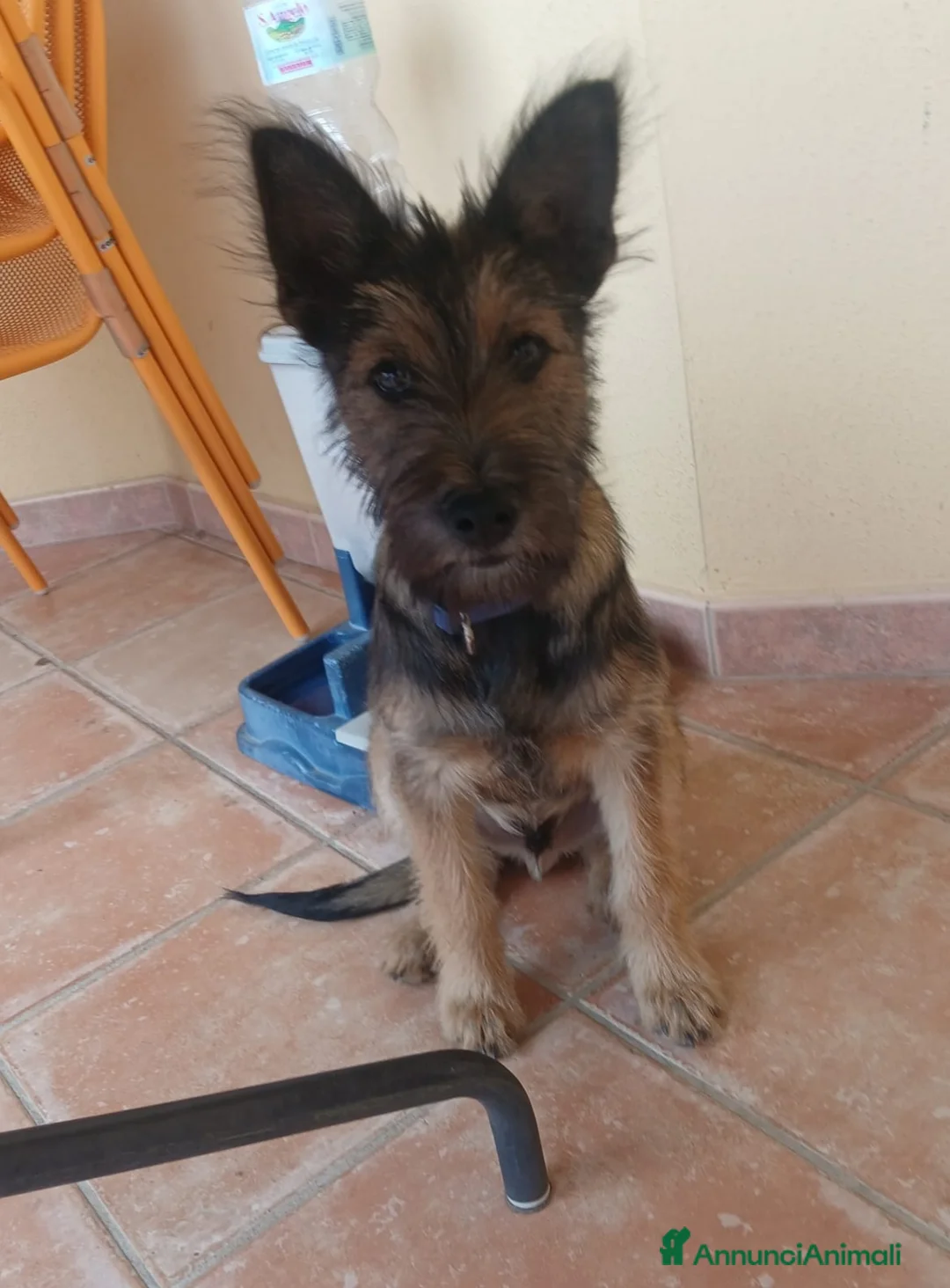 Meticcio cani in regalo: Oreste 6/7mesi tg media PRESTO IN CANILE!SOS OLBIA - Annuncio 2