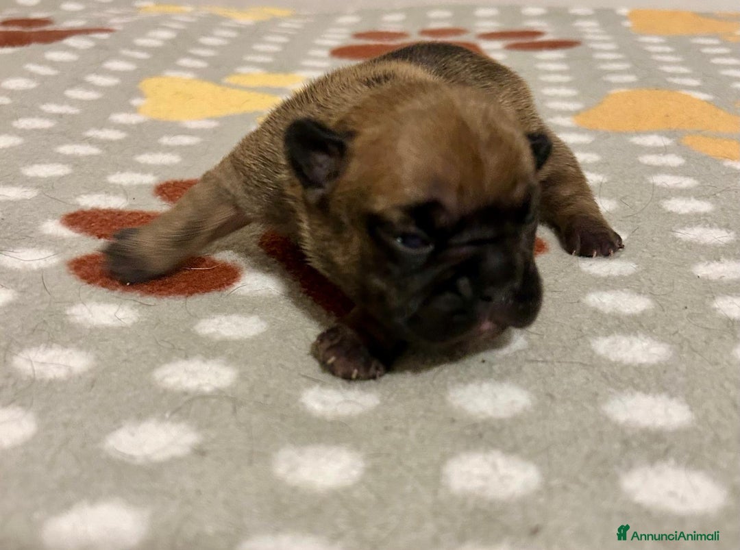 Bulldog Francese cani in vendita: cuccioli di Bulldog francese Red  - Annuncio 2