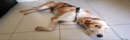 Meticcio cani in regalo: 1anno kg10 SE NON TROVA TORNA AL SUD!MILANO SOS - Annuncio 3