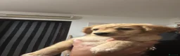 Barboncino cani in vendita: Cuccioli - Annuncio 6