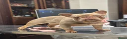 Bulldog Francese cani in vendita: Bulldog francese  a Città Metropolitana di Napoli - Annuncio 1