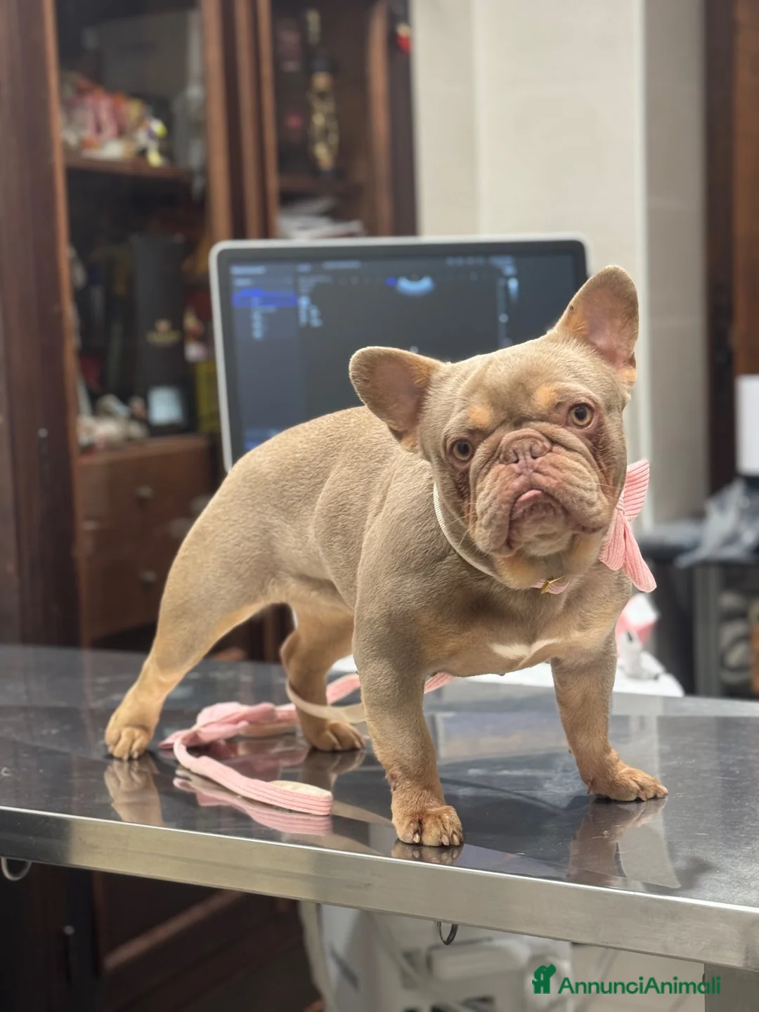 Bulldog Francese cani in vendita: Bulldog francese  a Città Metropolitana di Napoli - Annuncio 1