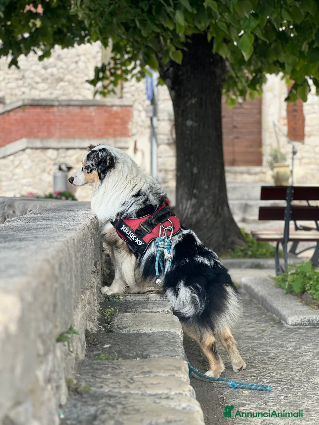 Australian Shepherd cani per accoppiamento: Australian Sheperd Blu merle con pedigree. - Annuncio 7