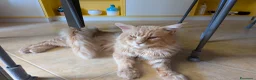 Maine Coon gatti per accoppiamento: Maine Coon per monta - Annuncio 4