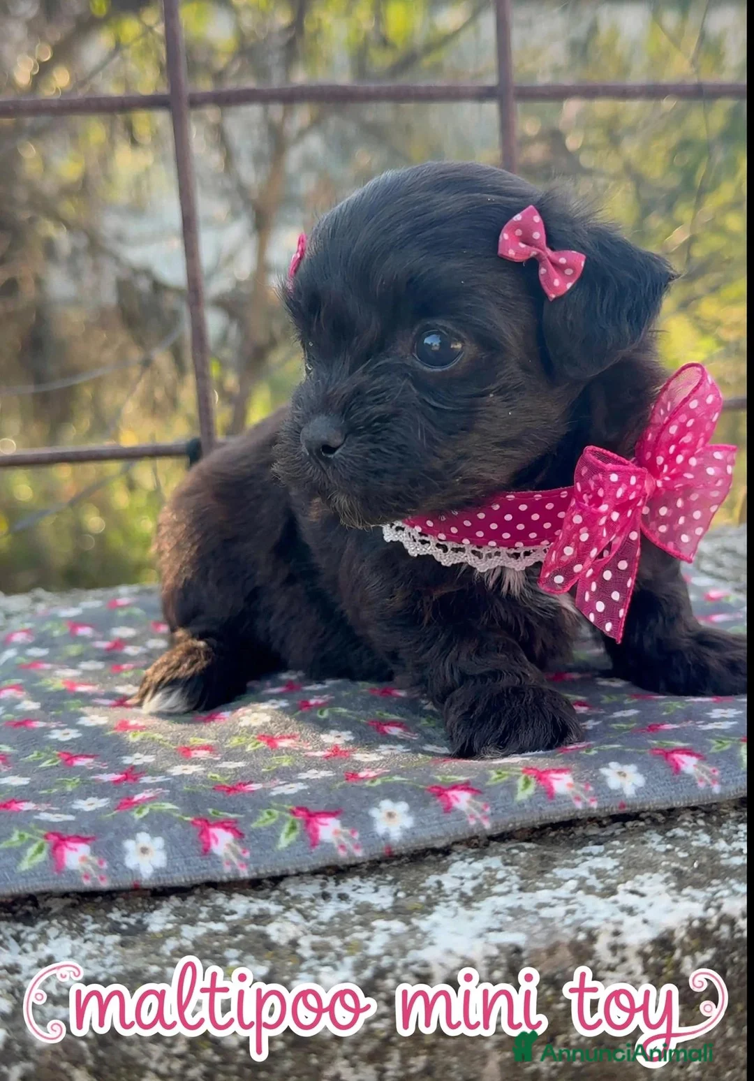 Maltipoo cani in vendita: Maltipoo  mini toy - Annuncio 4