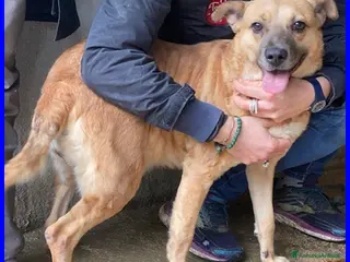 Meticcio cani ORIANA dolce nonnina tg mediopicc. - Annuncio 13