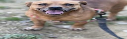 Meticcio cani in regalo: JAGODA, scricciolina spaventata! Tg PICCOLA - Annuncio 4