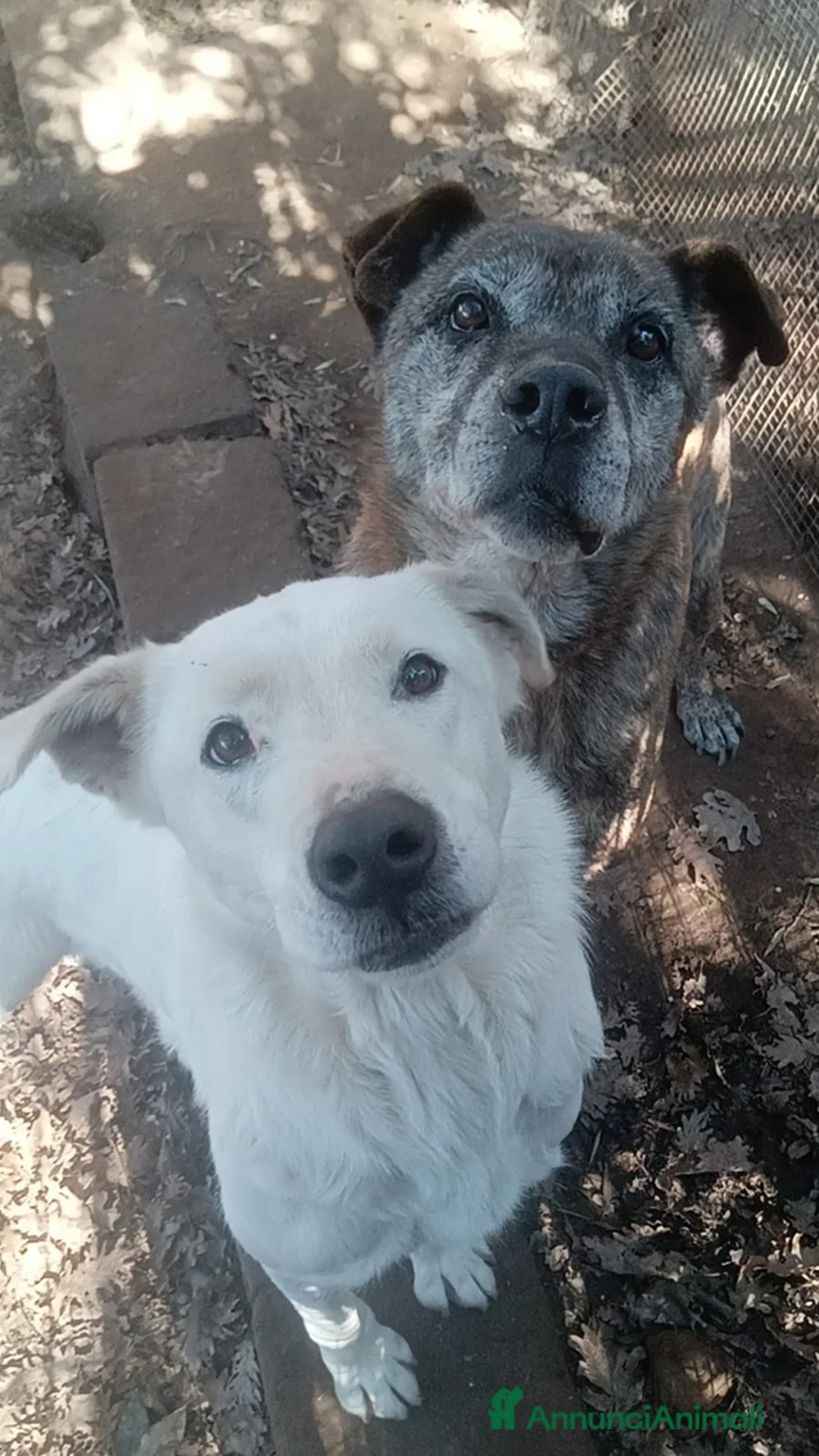 Meticcio cani in regalo: Heide dolcissima labradorina in adozione a Provincia di Latina - Annuncio 5