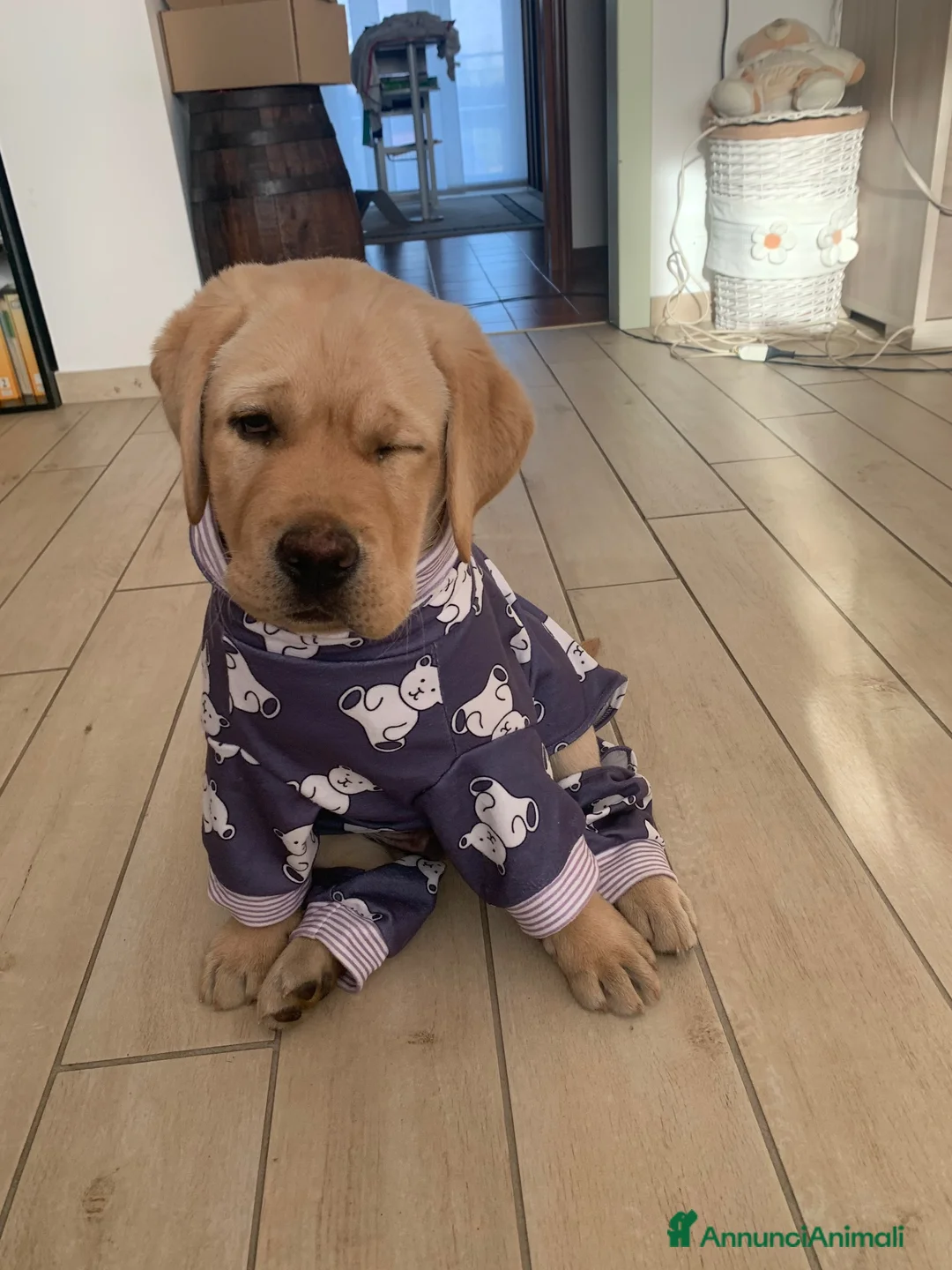 Labrador cani per accoppiamento: Labrador maschio per accoppiamento a Provincia del Verbano-Cusio-Ossola - Annuncio 6