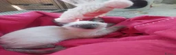 Siamese gatti in regalo: Cacao e Maggy due micini in attesa di famiglia - Annuncio 4
