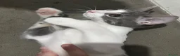Meticcio gatti in regalo: Adozione gattini  - Annuncio 3