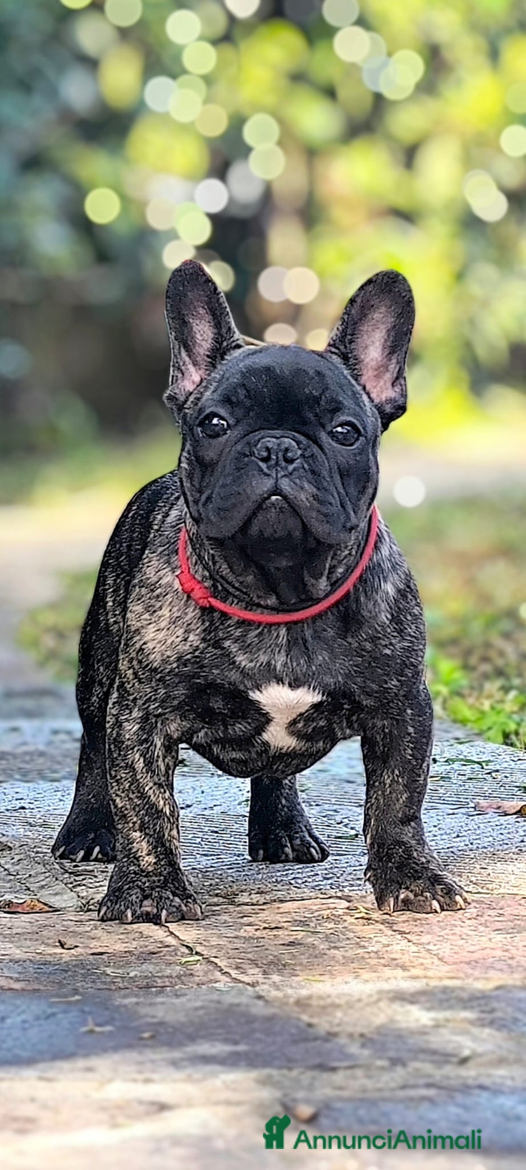 Bulldog Francese cani in vendita: Bulldog francese cuccioli enci a Provincia di Salerno - Annuncio 1