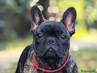 Bulldog Francese cani Bulldog francese cuccioli enci a Provincia di Salerno - Annuncio 24