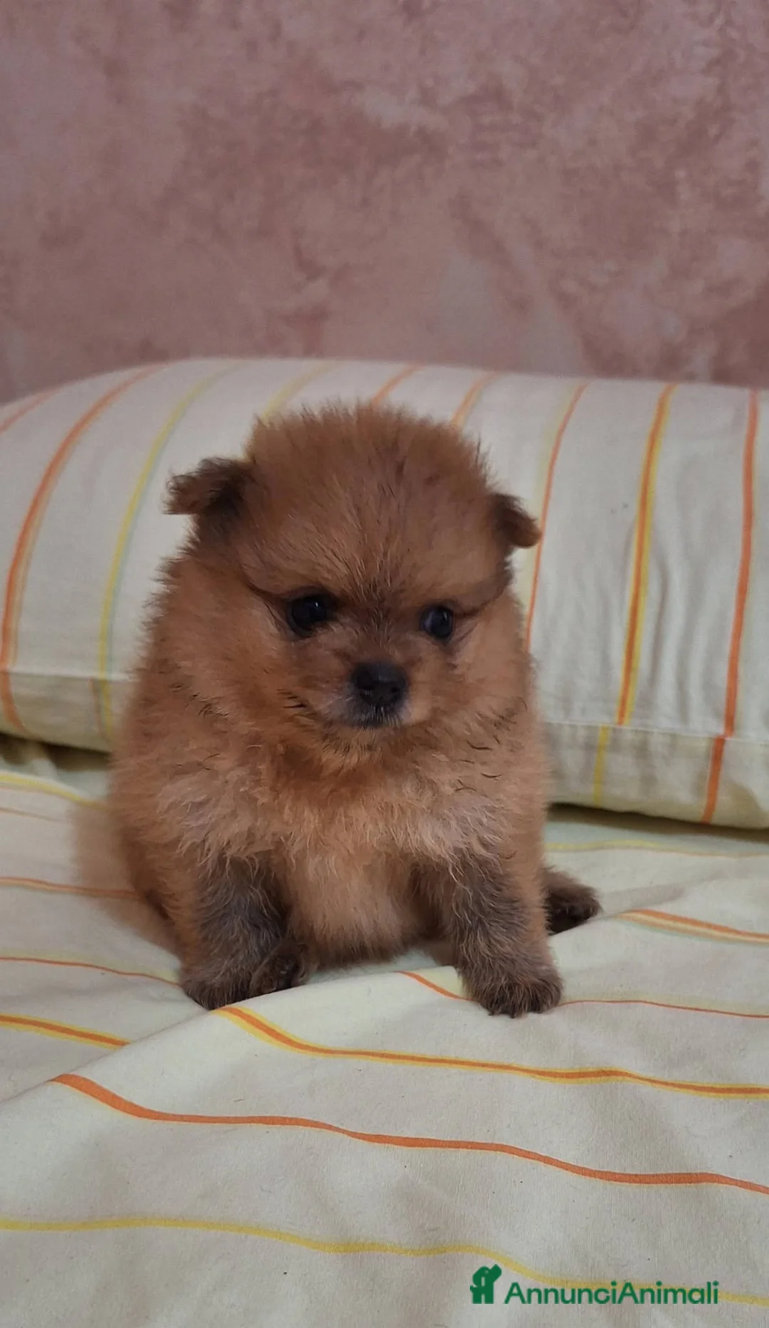 Volpino Pomerania cani in vendita: Cuccioli di Spitz Tedesco Nano (Pomerania) - Annuncio 5