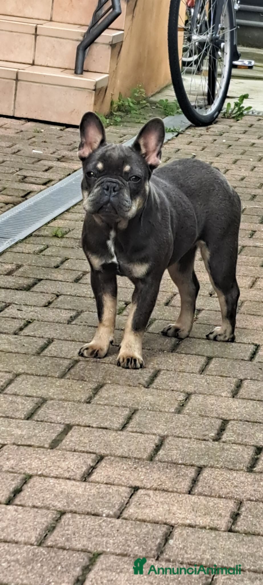 Bulldog Francese cani Cuccioli di bulldog francese  - Annuncio 8