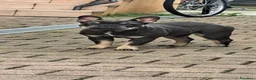 Bulldog Francese cani in vendita: Cuccioli di bulldog francese  a Provincia di Pordenone - Annuncio 1
